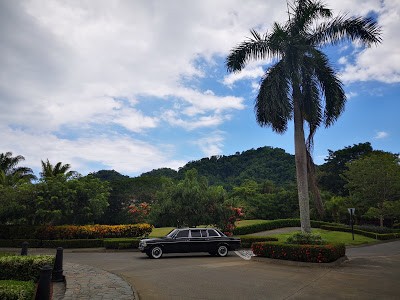 LARGE PALM TREE AND MERCEDES LIMOUSINE COSTA RICA