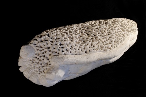 Fossil abstraktion, kalk, 40x16x10 cm